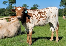 Heifer calf 2023 Swagger x Ruby Bandita