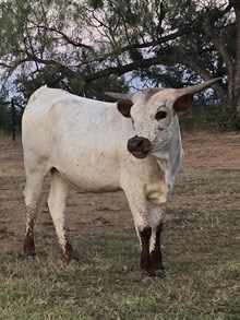 REBEL HR x TEXANA TINSEL Heifer