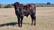 Bull calf Rebel Bayou x HL Heads up