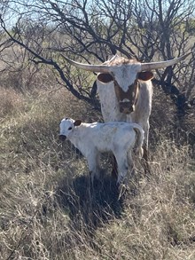 BNF Sleepin With 007 X Fireman BCR 049 heifer