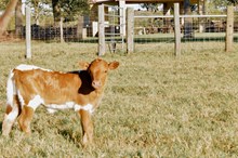 HEIFER CAJUN FLARE X M7 GRATE IRON